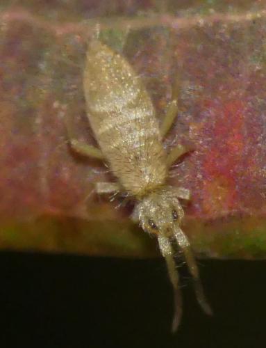 Entomobrya lanuginosa